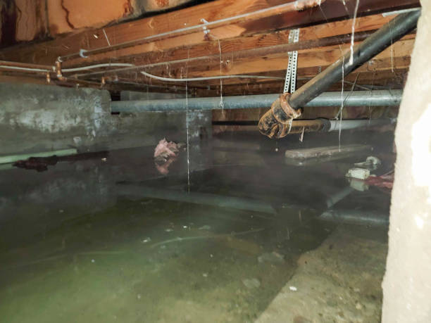 Best Basement water damage restoration  in Jefferson, IA